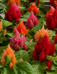 Celosia - Ice Cream Mix