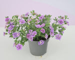 Calibrachoa - MiniFamous Uno Dbl Funtopia Blue