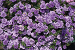 Calibrachoa - MiniFamous Uno Dbl Funtopia Blue