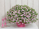 Calibrachoa - MiniFamous Uno Dbl PinkTastic