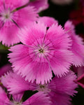 Dianthus - Floral Lace Lilac