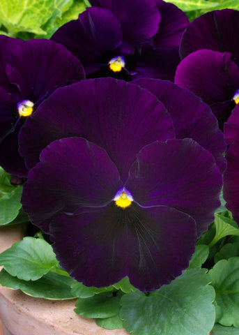 Pansy - Matrix Purple