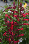 Salvia - Roman Red