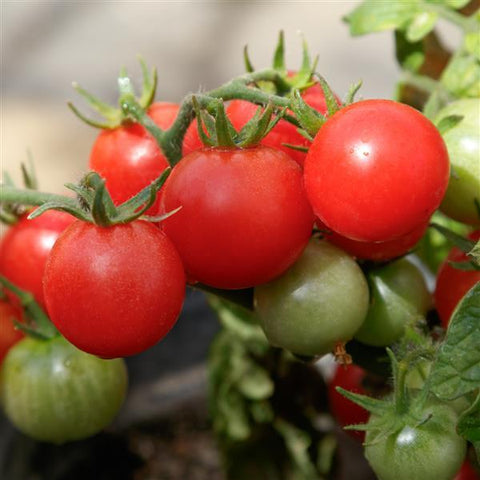 Tomato - Cherry Red Robin