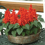 Salvia - Red Hot Sally II