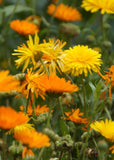 Calendula - Bon Bon Mix