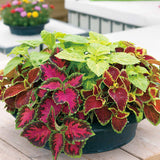 Coleus - Fairway Mix