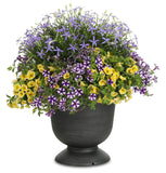 Petunia - Supertunia Mini Vista Violet Star