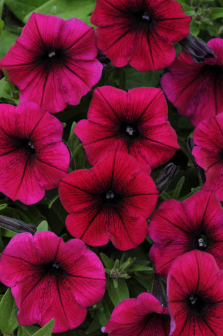 Petunia - Shock Wave Deep Purple