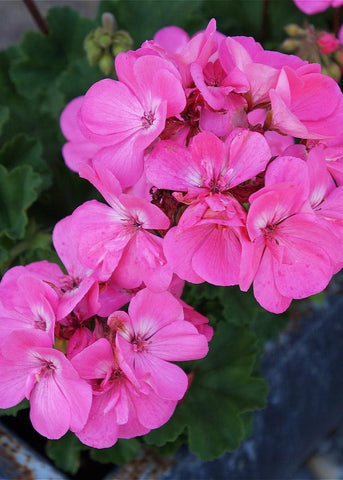 Geranium - Tango Deep Pink