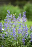 Nepeta - Walker's Low Catmint