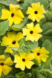 Thunbergia - Yellow