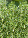 Thyme - Spicy French (herb)