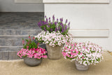 Petunia - Supertunia Vista Bubblegum
