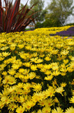 Osteospermum - Voltage Yellow