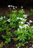Galium Odoratum - Sweet Woodruff