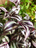 Tradescantia - Zebra Red Silver