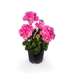 Geranium - Tango Deep Pink