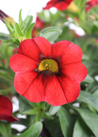 Calibrachoa - Callie Dark Red