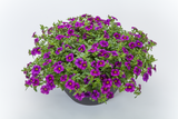 Calibrachoa - Callie Purple