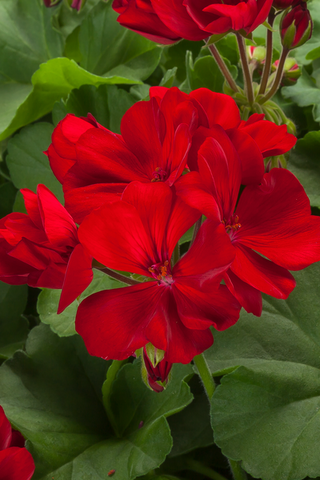 Geranium - Rocky Mountain Dark Red