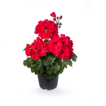 Geranium - Tango Deep Red