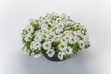 Verbena - Lanai White