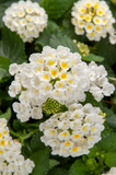 Lantana - Bandolista Coconut