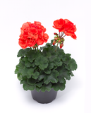 Geranium - Tango Orange