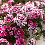 Verbena - Lanai Bright Eye