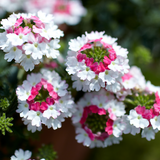 Verbena - Lanai Twister Pink