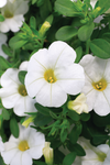 Calibrachoa - Callie White