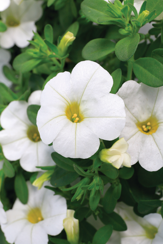 Calibrachoa - Callie White