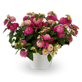 Lantana - Bandolista Pink Lemonberry
