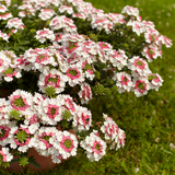 Verbena - Lanai Twister Pink