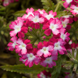 Verbena - Obsession Twister Red