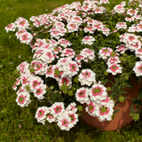Verbena - Lanai Twister Pink