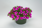 Calibrachoa - Callie Hot Pink