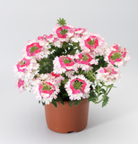 Verbena - Lanai Twister Pink