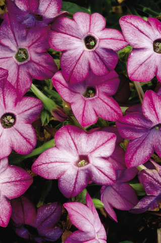 Nicotiana - Saratoga Purple Bicolor