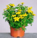 Bidens - Mexican Gold Jumbo