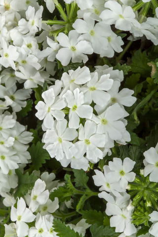 Verbena - Lanai White