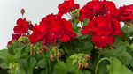 Geranium - Rocky Mountain Dark Red