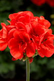 Geranium - Tango Orange