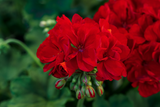 Geranium - Rocky Mountain Dark Red