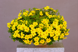 Bidens - Mexican Gold Jumbo