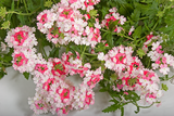 Verbena - Lanai Twister Pink