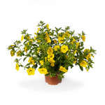 Calibrachoa - Callie Yellow