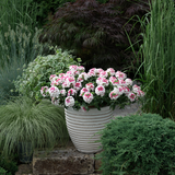 Verbena - Lanai Twister Pink