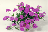 Verbena - Lanai Blue